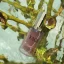 Bambusové tonikum se stříbrem a probiotiky ROSE KISS nová receptura 60ml